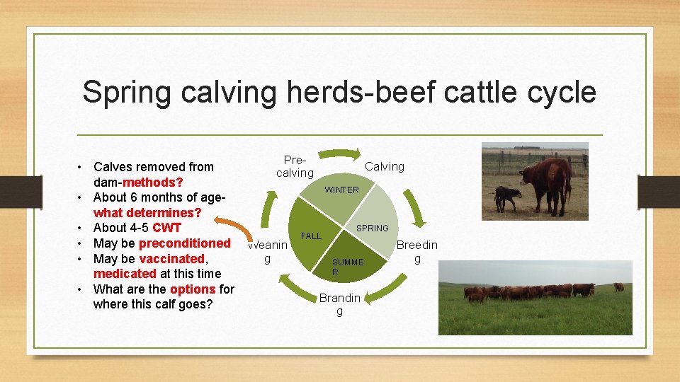 Spring calving herds-beef cattle cycle Pre- Calving • Calves removed from calving dam-methods? WINTER