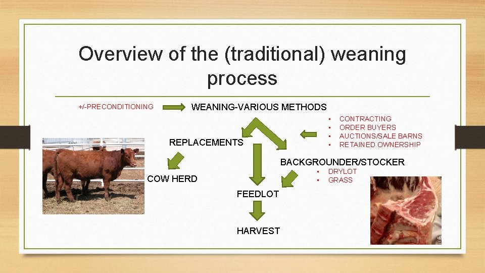 Overview of the (traditional) weaning process +/-PRECONDITIONING WEANING-VARIOUS METHODS • • REPLACEMENTS CONTRACTING ORDER