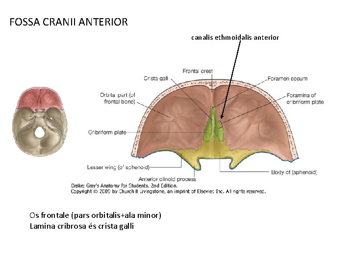 FOSSA CRANII ANTERIOR canalis ethmoidalis anterior Os frontale (pars orbitalis+ala minor) Lamina cribrosa és
