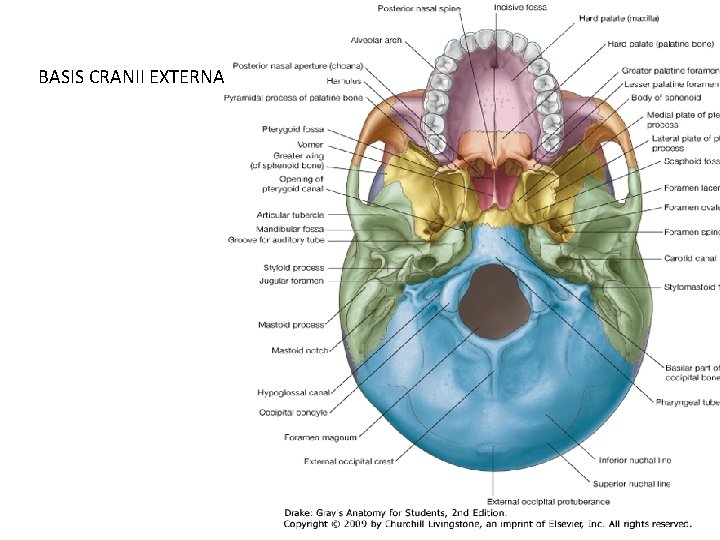 BASIS CRANII EXTERNA 