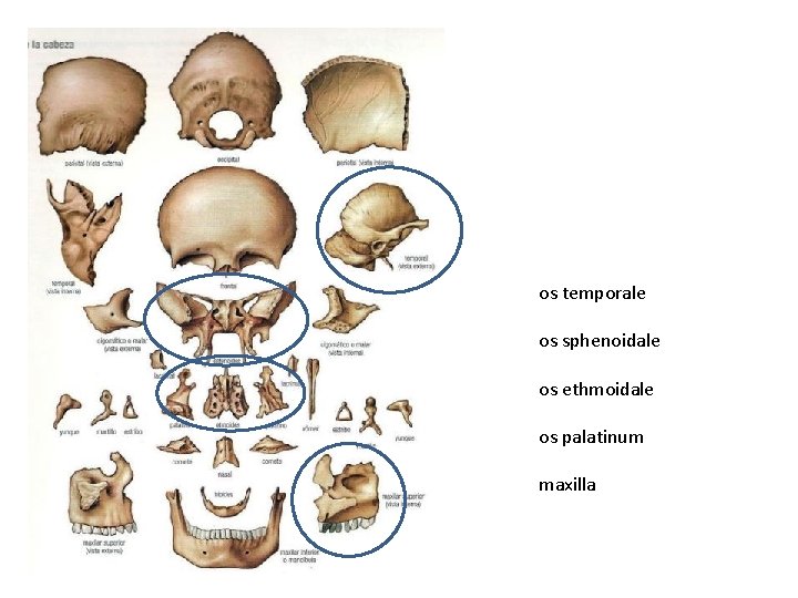 os temporale os sphenoidale os ethmoidale os palatinum maxilla 