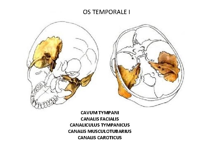 OS TEMPORALE I CAVUM TYMPANI CANALIS FACIALIS CANALICULUS TYMPANICUS CANALIS MUSCULOTUBARIUS CANALIS CAROTICUS 