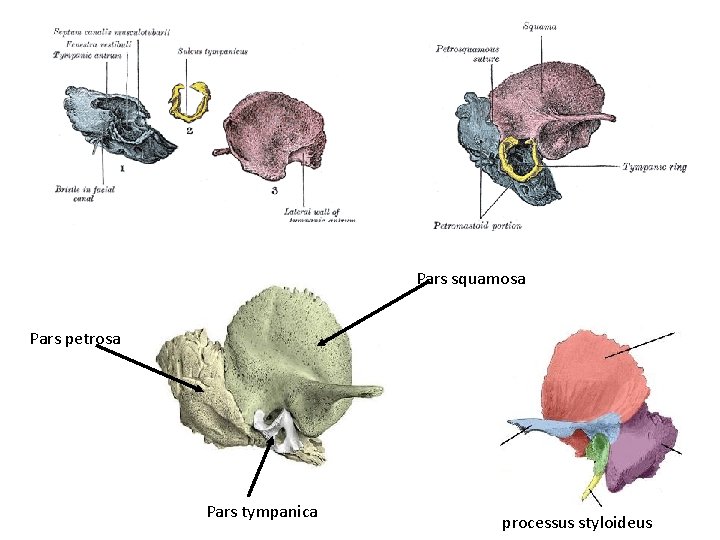 Pars squamosa Pars petrosa Pars tympanica processus styloideus 