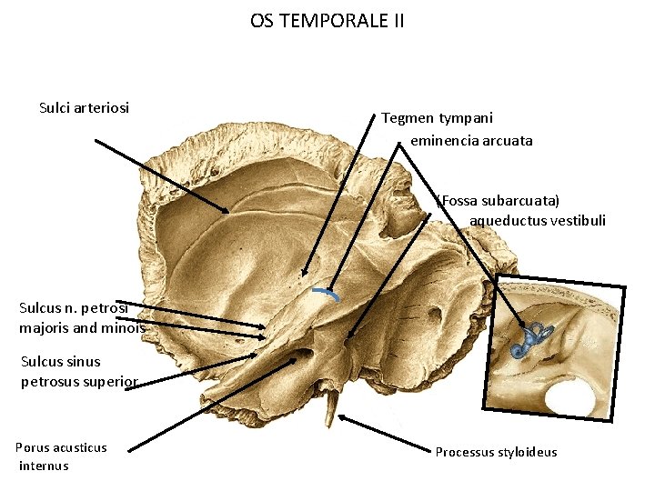 OS TEMPORALE II Sulci arteriosi Tegmen tympani eminencia arcuata (Fossa subarcuata) aqueductus vestibuli Sulcus