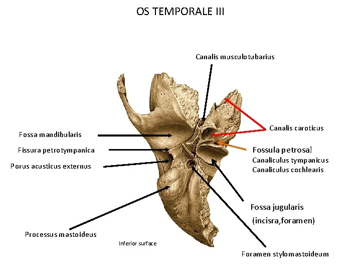 OS TEMPORALE III Canalis musculotubarius Canalis caroticus Fossa mandibularis Fossula petrosa! Fissura petrotympanica Canaliculus