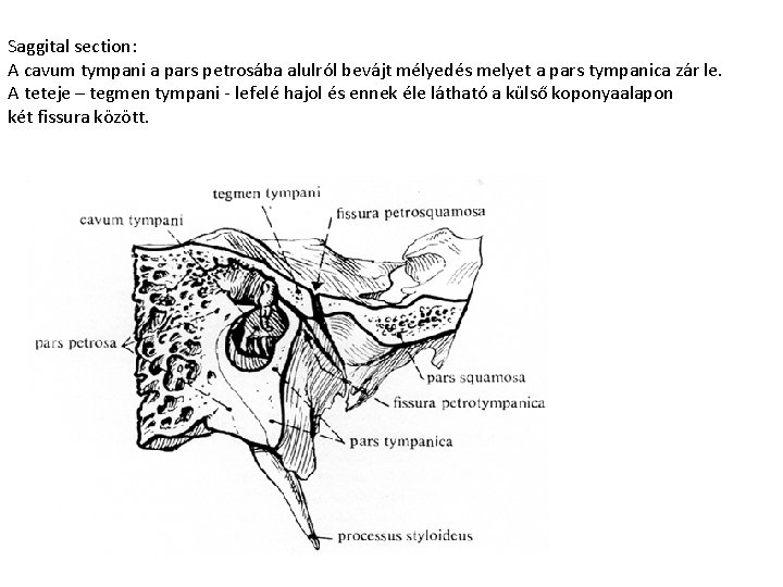 Saggital section: A cavum tympani a pars petrosába alulról bevájt mélyedés melyet a pars