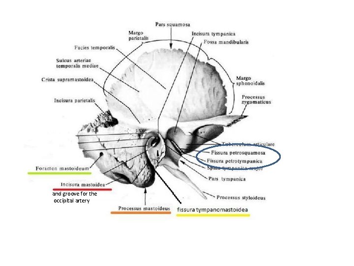 and groove for the occipital artery 