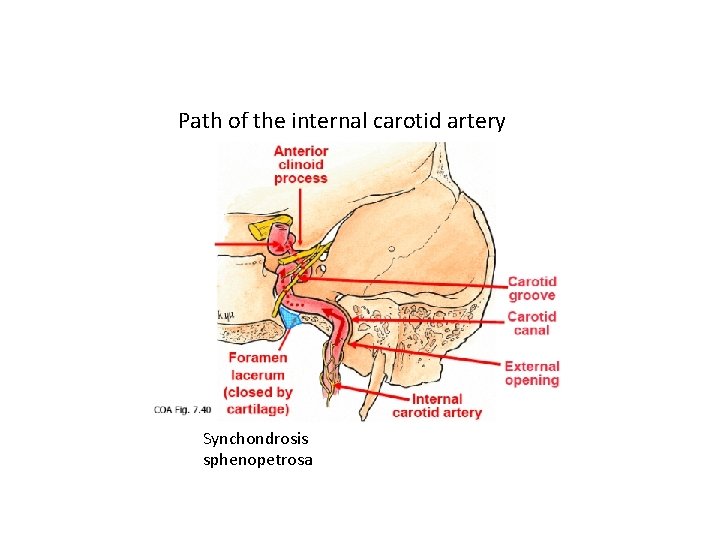 Path of the internal carotid artery Synchondrosis sphenopetrosa 