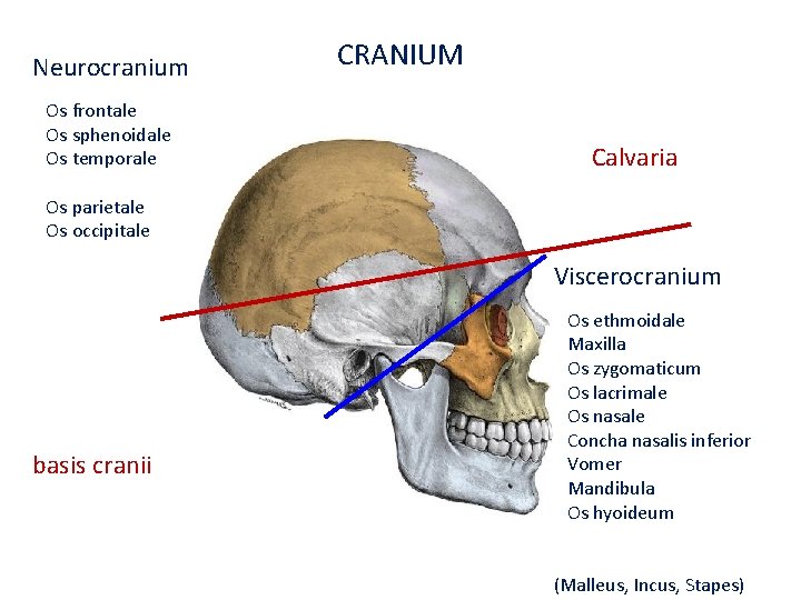 Neurocranium Os frontale Os sphenoidale Os temporale Os parietale Os occipitale basis cranii CRANIUM