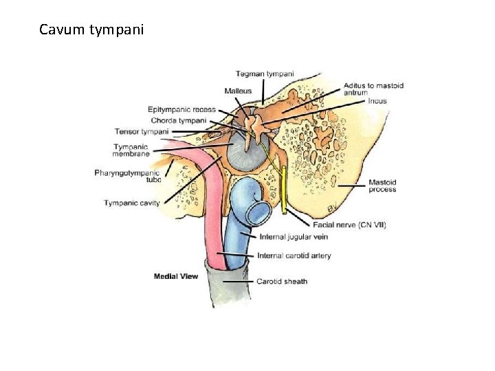 Cavum tympani 