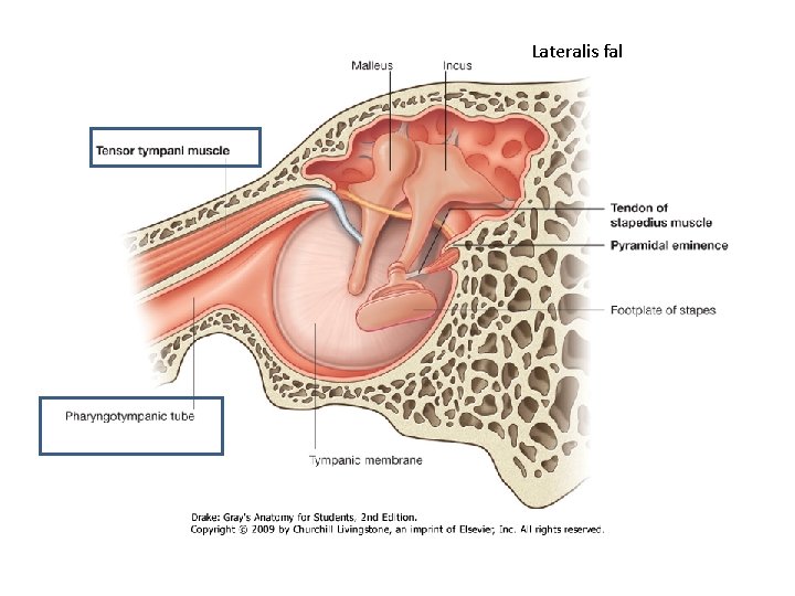 Lateralis fal 