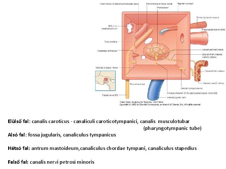 Elülső fal: canalis caroticus - canaliculi caroticotympanici, canalis musculotubar (pharyngotympanic tube) Alsó fal: fossa