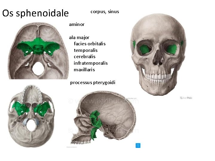 Os sphenoidale corpus, sinus aminor ala major facies orbitalis temporalis cerebralis infratemporalis maxillaris processus