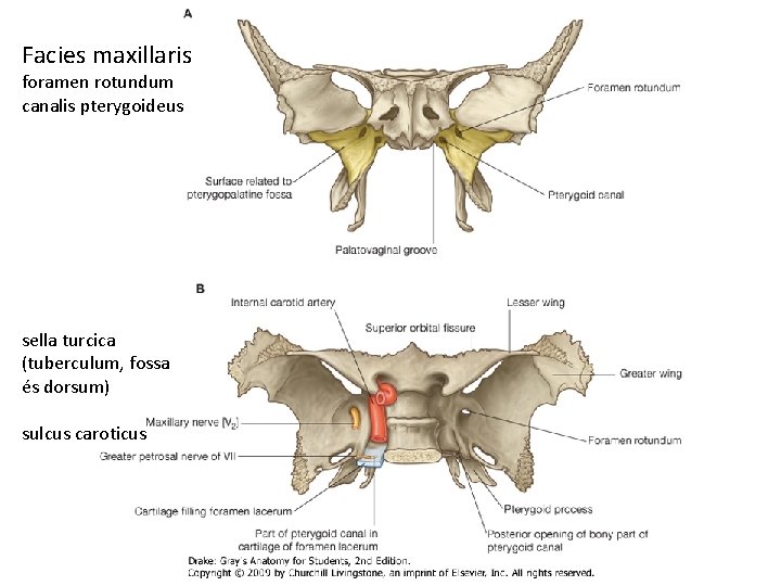 Facies maxillaris foramen rotundum canalis pterygoideus sella turcica (tuberculum, fossa és dorsum) sulcus caroticus