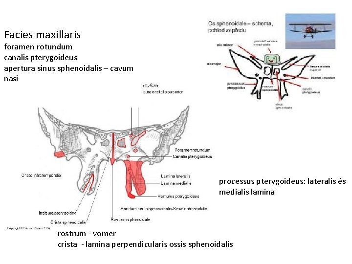 Facies maxillaris foramen rotundum canalis pterygoideus apertura sinus sphenoidalis – cavum nasi processus pterygoideus: