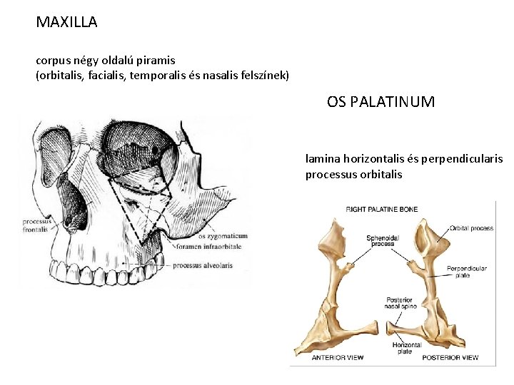 MAXILLA corpus négy oldalú piramis (orbitalis, facialis, temporalis és nasalis felszínek) OS PALATINUM lamina