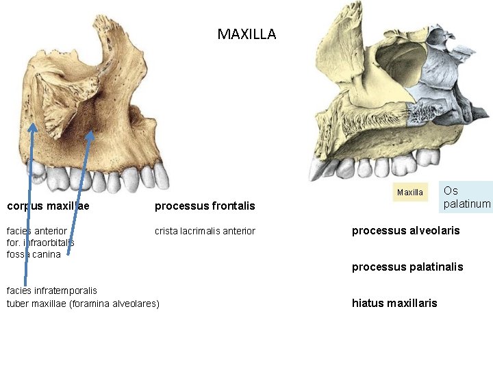 MAXILLA Maxilla corpus maxillae processus frontalis facies anterior for. infraorbitalis fossa canina crista lacrimalis