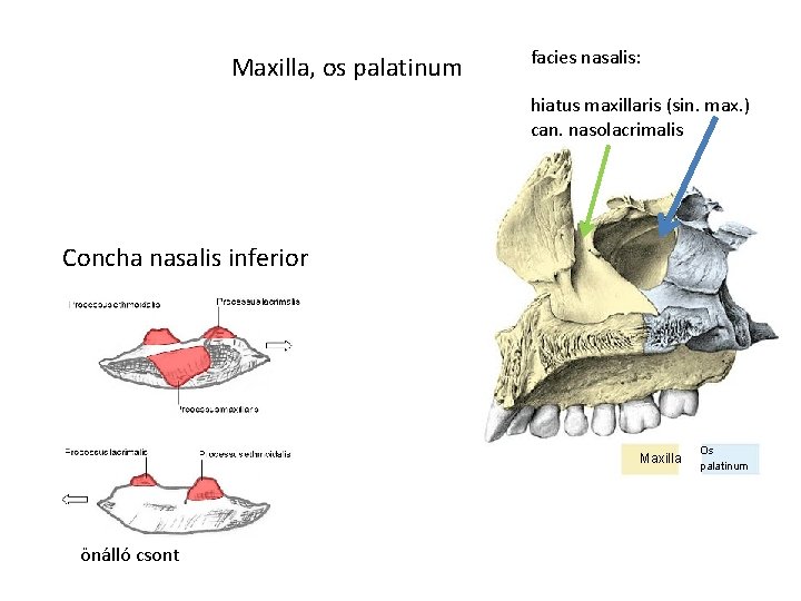 Maxilla, os palatinum facies nasalis: hiatus maxillaris (sin. max. ) can. nasolacrimalis Concha nasalis