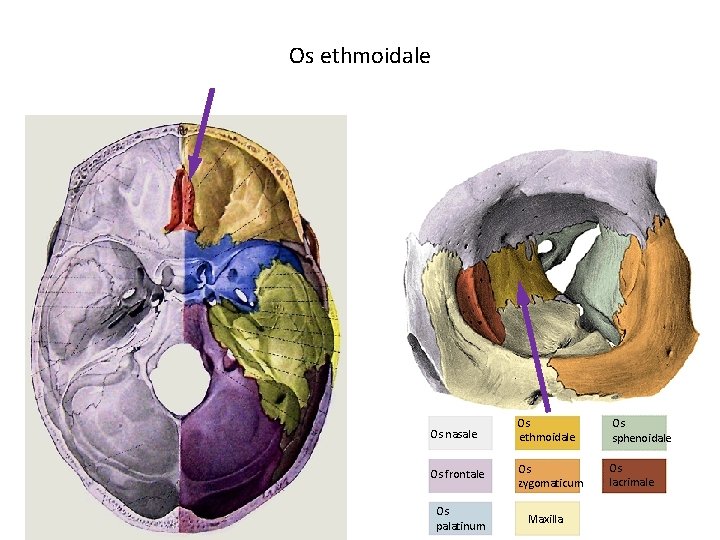 Os ethmoidale Os nasale Os ethmoidale Os sphenoidale Os frontale Os zygomaticum Os lacrimale