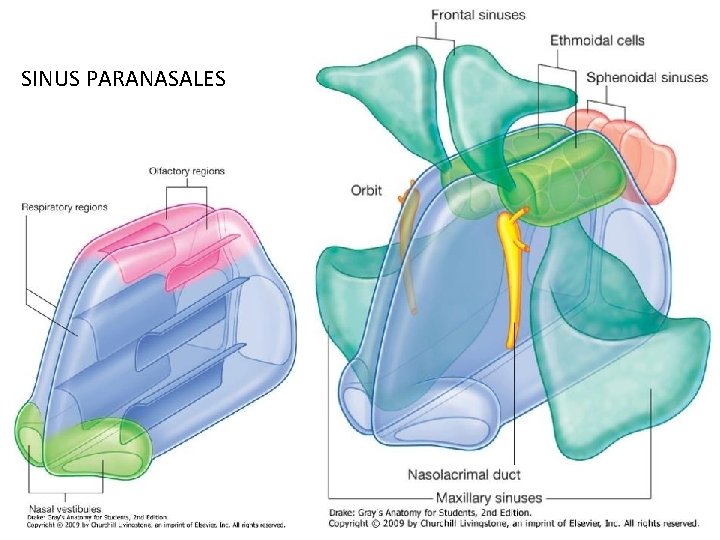 SINUS PARANASALES 