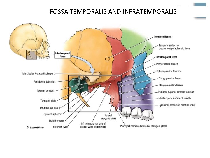 FOSSA TEMPORALIS AND INFRATEMPORALIS 