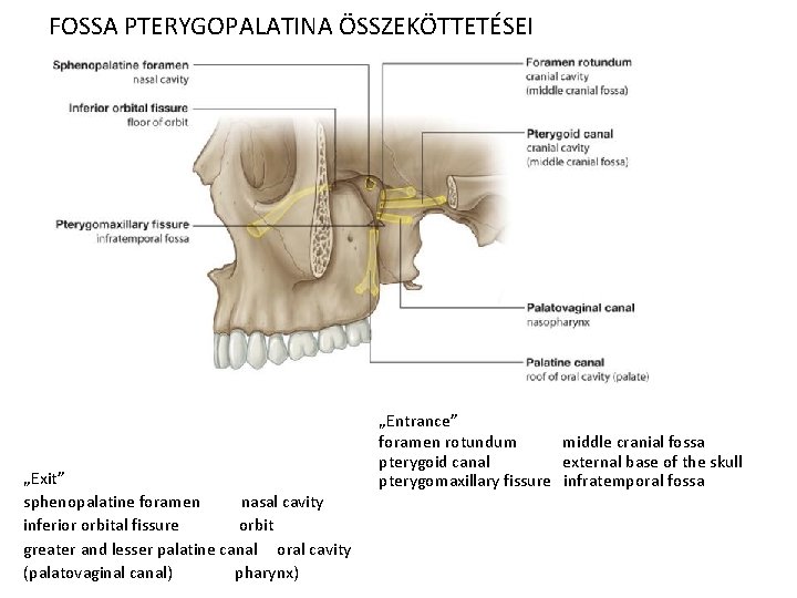  FOSSA PTERYGOPALATINA ÖSSZEKÖTTETÉSEI „Exit” sphenopalatine foramen nasal cavity inferior orbital fissure orbit greater