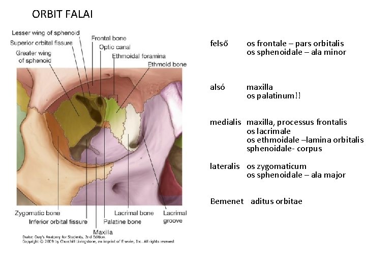 ORBIT FALAI felső os frontale – pars orbitalis os sphenoidale – ala minor alsó