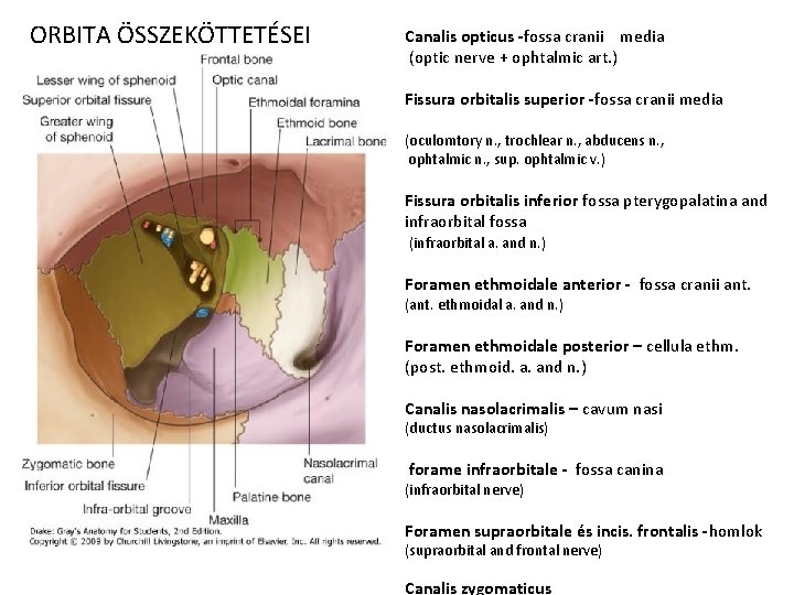 ORBITA ÖSSZEKÖTTETÉSEI Canalis opticus -fossa cranii media (optic nerve + ophtalmic art. ) Fissura