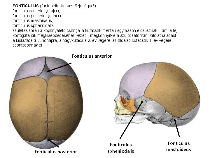 FONTICULUS (fontanelle, kutacs "feje lágya") fonticulus anterior (major), fonticulus posterior (minor) fonticulus mastoideus, fonticulus