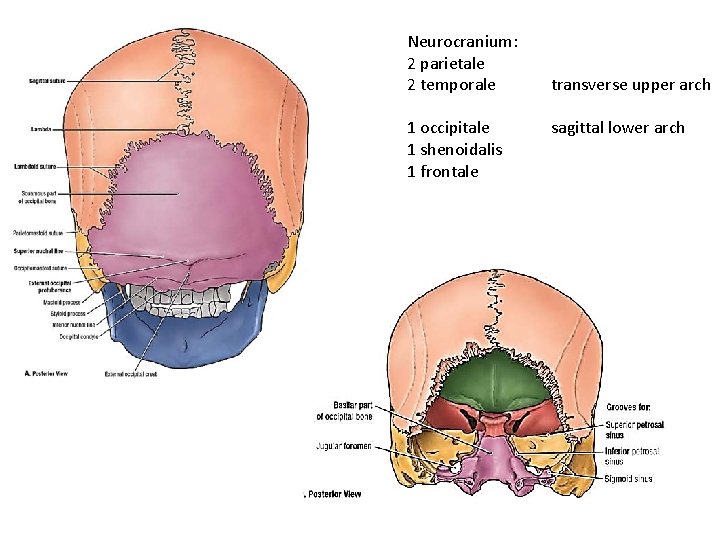 Neurocranium: 2 parietale 2 temporale 1 occipitale 1 shenoidalis 1 frontale transverse upper arch