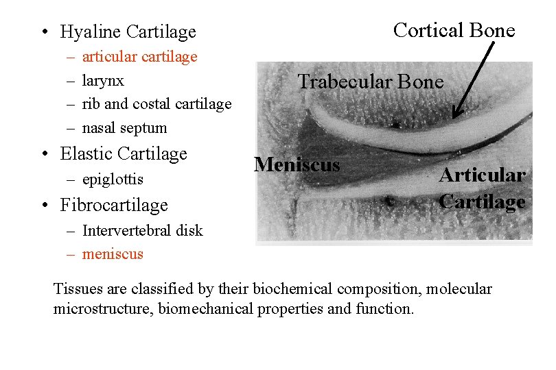 Cortical Bone • Hyaline Cartilage – – articular cartilage larynx rib and costal cartilage