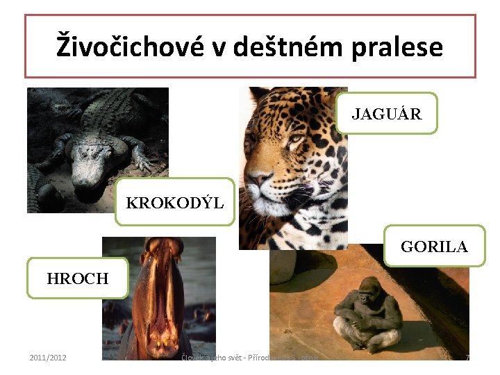 Živočichové v deštném pralese JAGUÁR KROKODÝL GORILA HROCH 2011/2012 Člověk a jeho svět -