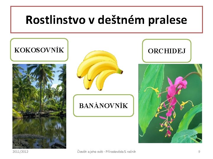 Rostlinstvo v deštném pralese KOKOSOVNÍK ORCHIDEJ BANÁNOVNÍK 2011/2012 Člověk a jeho svět - Přírodověda