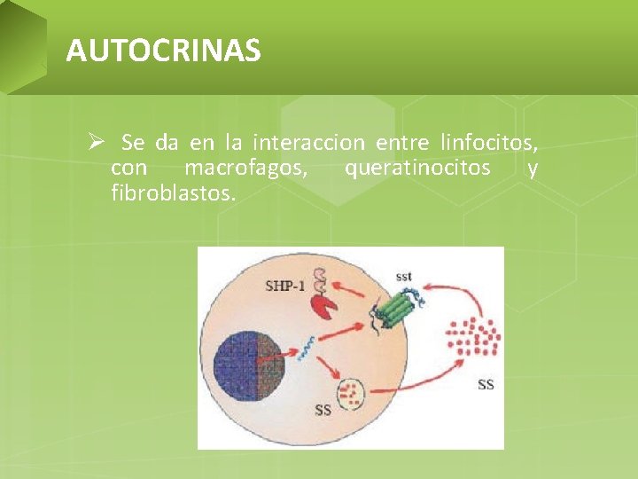 AUTOCRINAS Ø Se da en la interaccion entre linfocitos, con macrofagos, queratinocitos y fibroblastos.