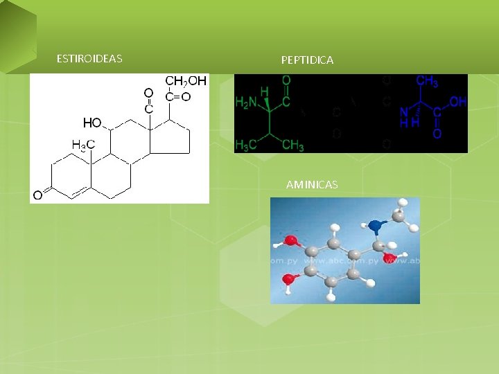 ESTIROIDEAS PEPTIDICA AMINICAS 
