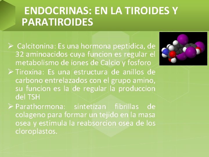 ENDOCRINAS: EN LA TIROIDES Y PARATIROIDES Ø Calcitonina: Es una hormona peptidica, de 32