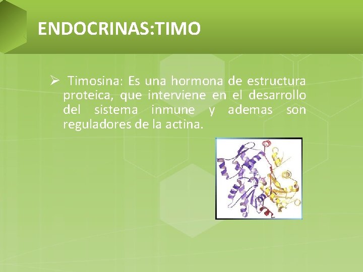 ENDOCRINAS: TIMO Ø Timosina: Es una hormona de estructura proteica, que interviene en el
