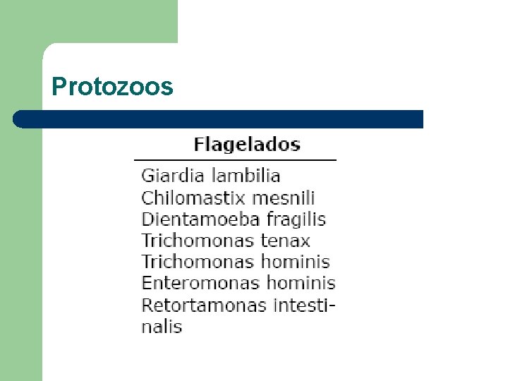 Protozoos 
