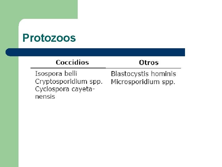 Protozoos 