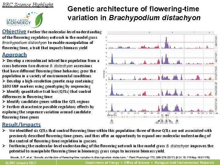 BRC Science Highlight Genetic architecture of flowering-time variation in Brachypodium distachyon Objective Further the