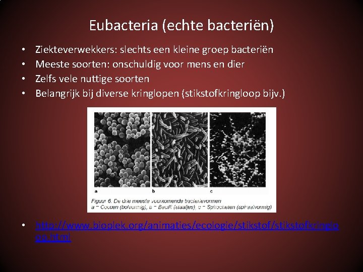 Eubacteria (echte bacteriën) • • Ziekteverwekkers: slechts een kleine groep bacteriën Meeste soorten: onschuldig