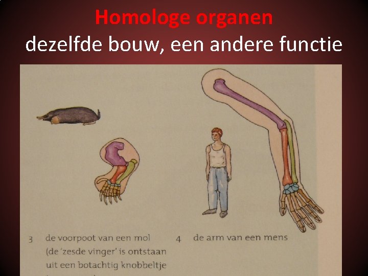 Homologe organen dezelfde bouw, een andere functie 