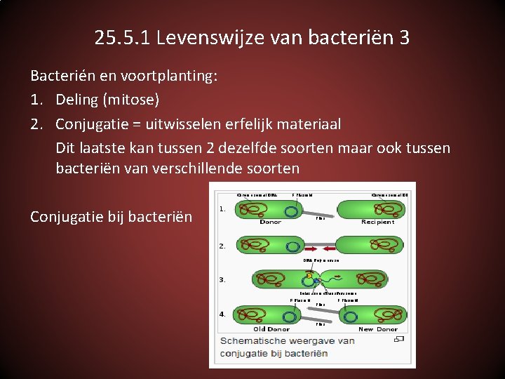 25. 5. 1 Levenswijze van bacteriën 3 Bacterién en voortplanting: 1. Deling (mitose) 2.
