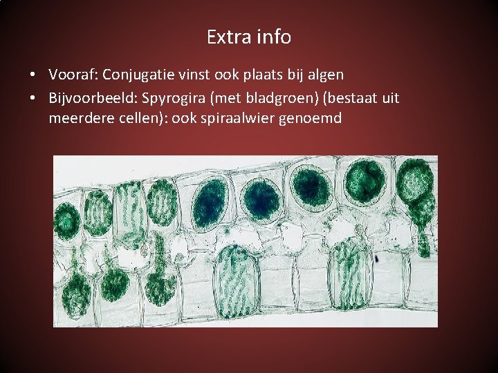 Extra info • Vooraf: Conjugatie vinst ook plaats bij algen • Bijvoorbeeld: Spyrogira (met