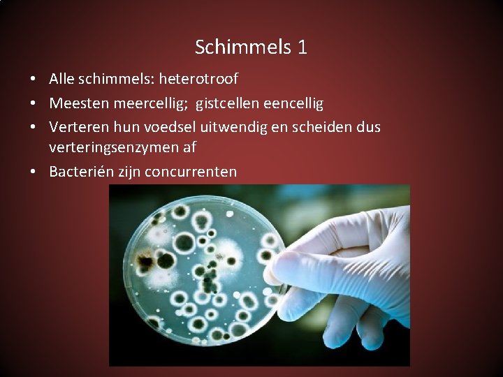 Schimmels 1 • Alle schimmels: heterotroof • Meesten meercellig; gistcellen eencellig • Verteren hun