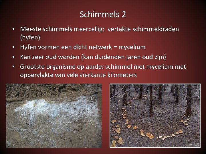 Schimmels 2 • Meeste schimmels meercellig: vertakte schimmeldraden (hyfen) • Hyfen vormen een dicht