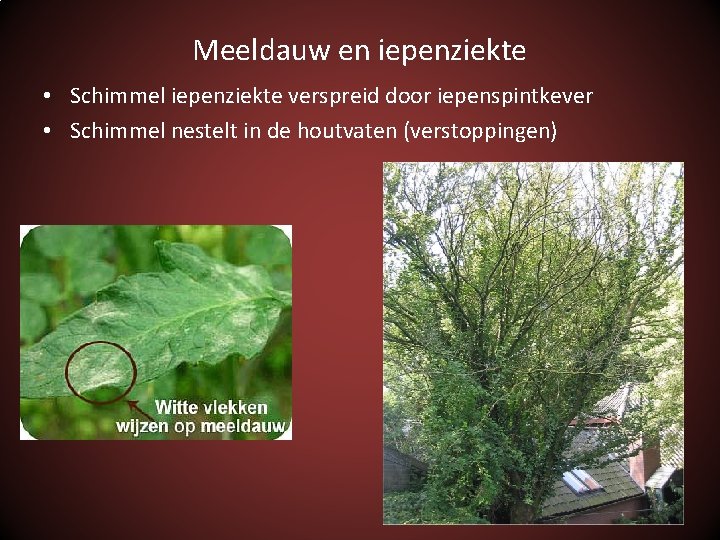 Meeldauw en iepenziekte • Schimmel iepenziekte verspreid door iepenspintkever • Schimmel nestelt in de