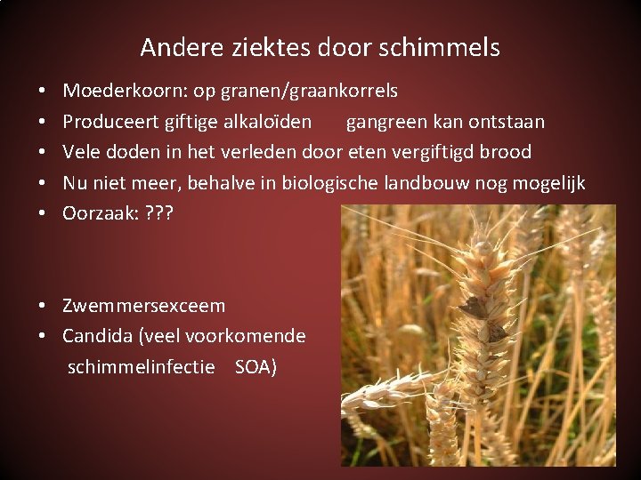Andere ziektes door schimmels • • • Moederkoorn: op granen/graankorrels Produceert giftige alkaloïden gangreen