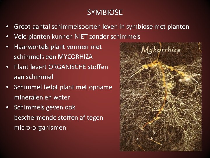 SYMBIOSE • Groot aantal schimmelsoorten leven in symbiose met planten • Vele planten kunnen
