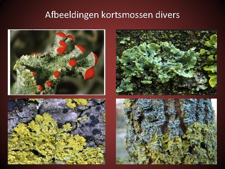 Afbeeldingen kortsmossen divers 